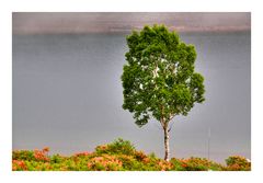 Standing at the lake side