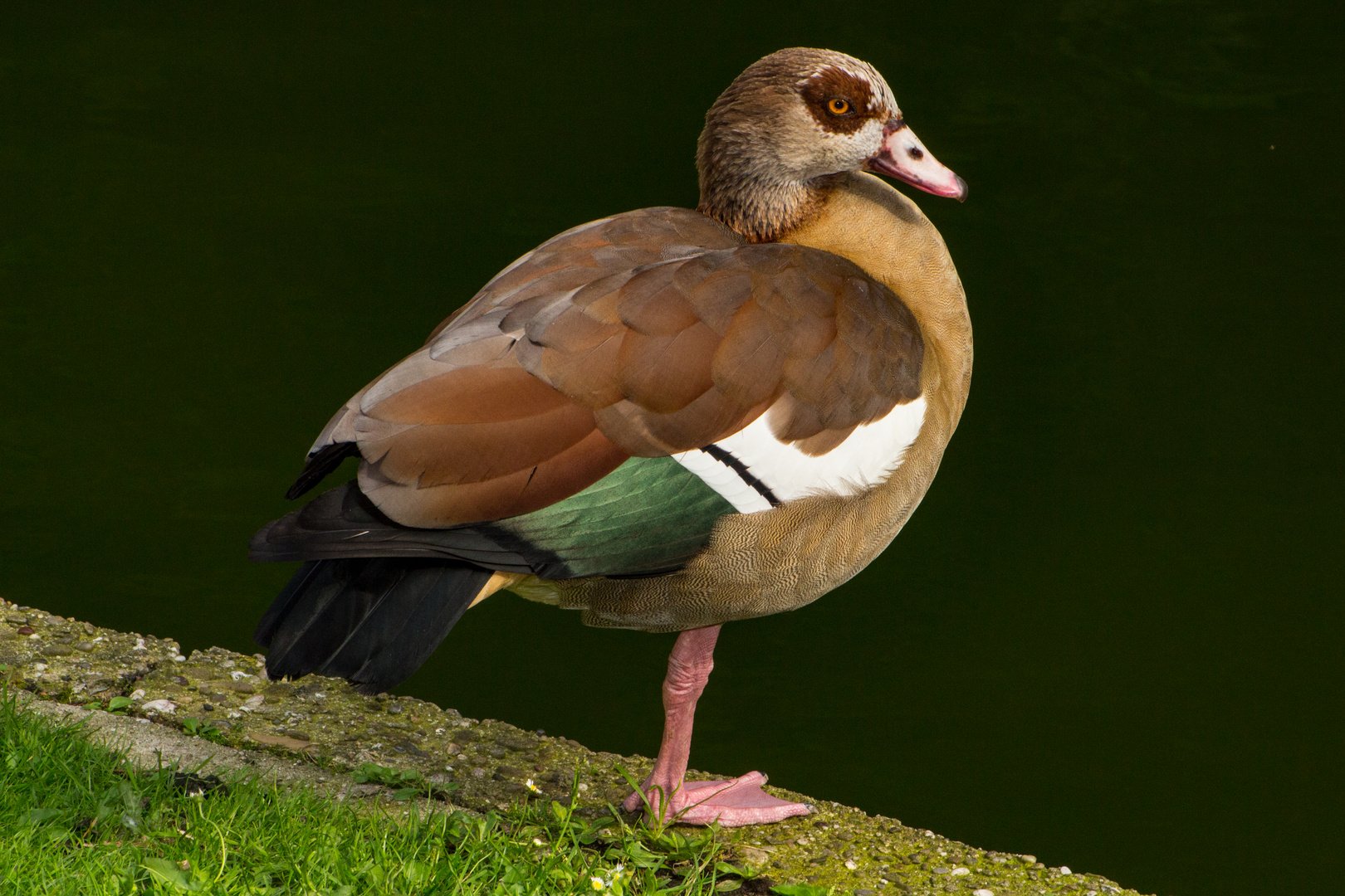 Standing on one leg: Alopochen aegyptiaca