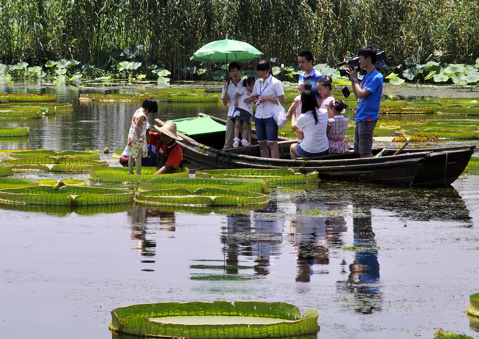 Standing on Waterlily