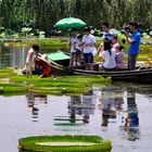 Standing on Waterlily