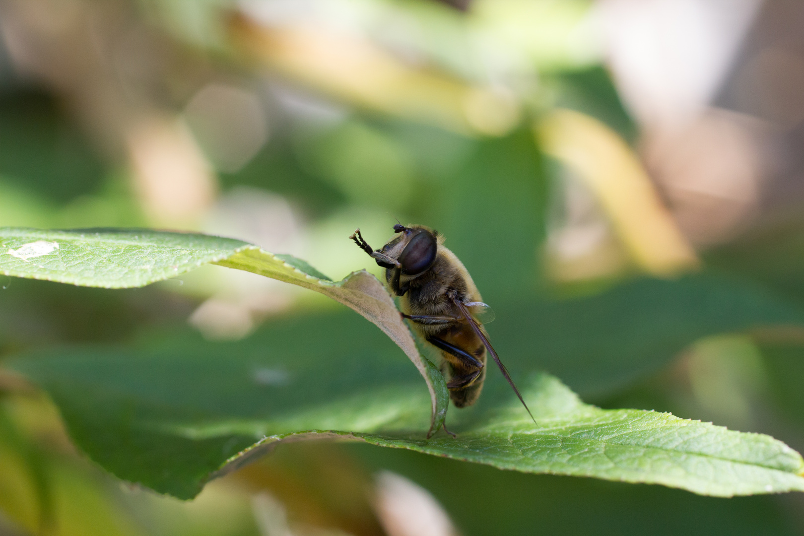 Standing Wasp