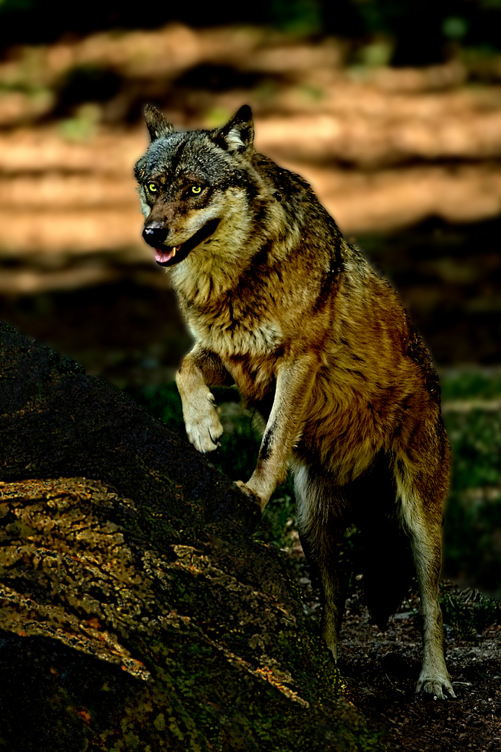 Standing Wolf Foto & Bild wald, natur, wolf Bilder auf