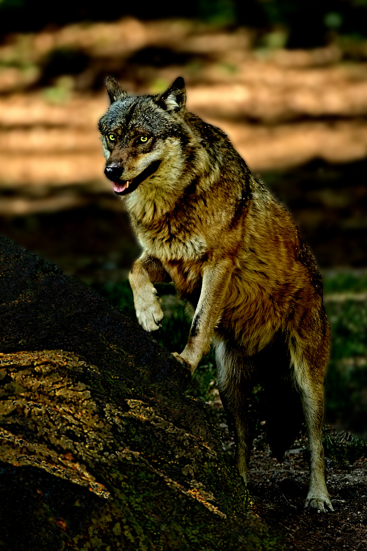 Standing Wolf