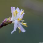 Standish´s Heckenkirsche (Lonicera standishii).