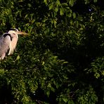 Standort Baum