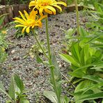 Standort von Senecio doronicum in meinem Alpinum