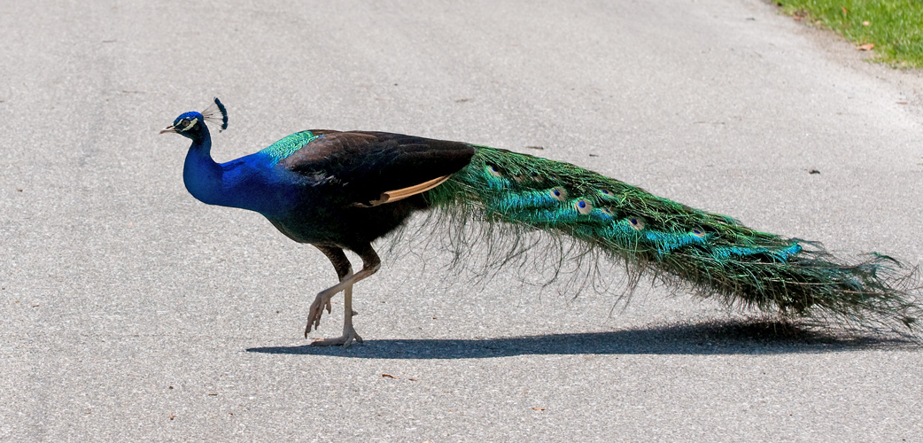 Standorttreu: Blaue Pfaue - Peacock (Pavo cristatus)