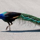 Standorttreu: Blaue Pfaue - Peacock (Pavo cristatus)