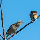 Standpauke bei Herrn und Frau Kernbeißer