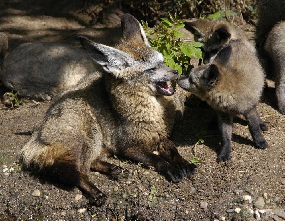 Standpauke der Löffelhunde-Mutter an das Junge