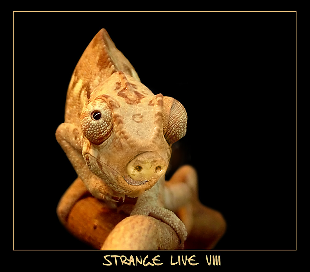 -- Stange Live VIII --