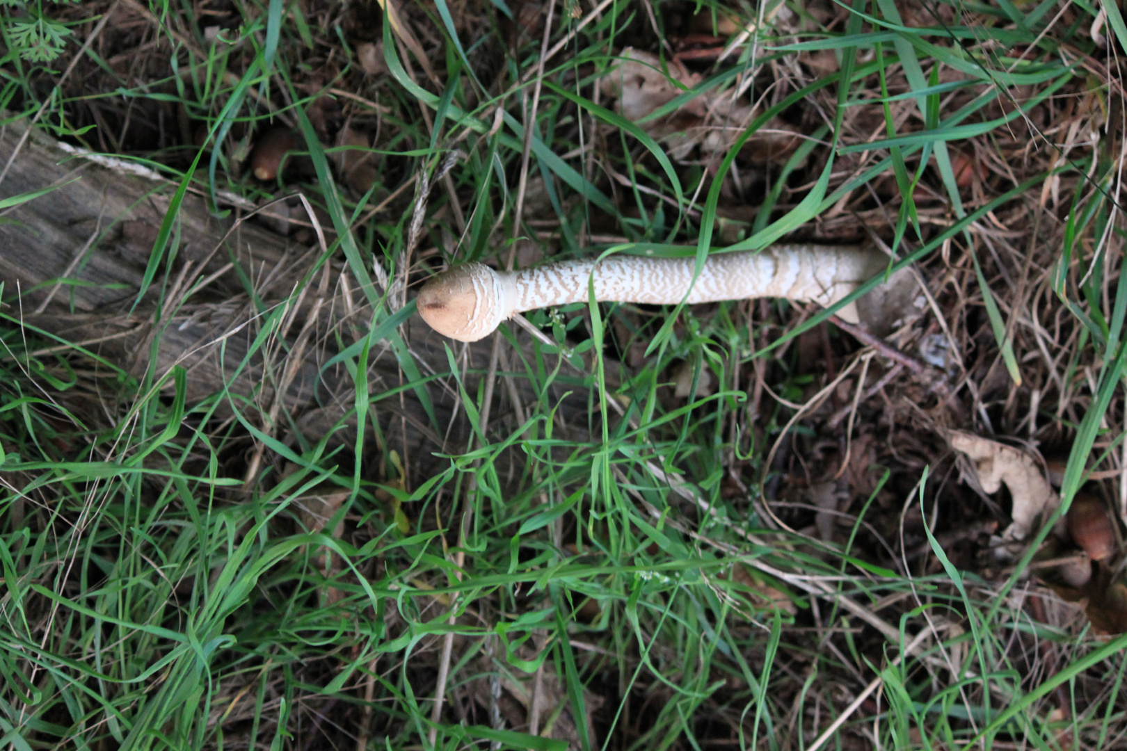 Stangen-Pilz?