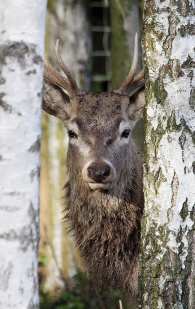 Stangenhirsch