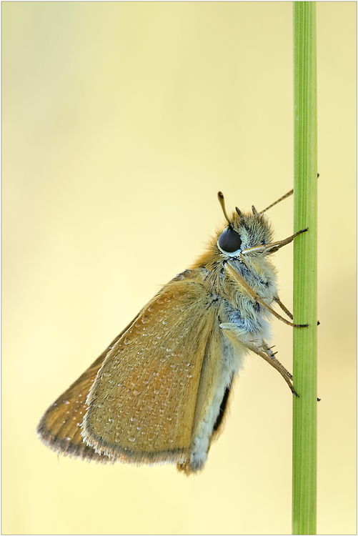 Stangenklettern