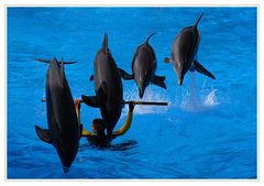 Stangensprung der Delfine