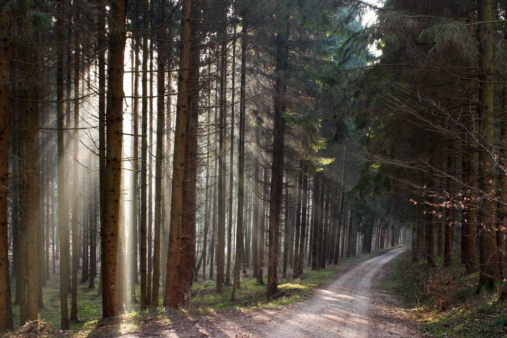 Stangenwald im Tiefenbachtal