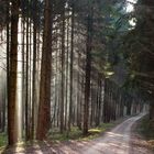 Stangenwald im Tiefenbachtal