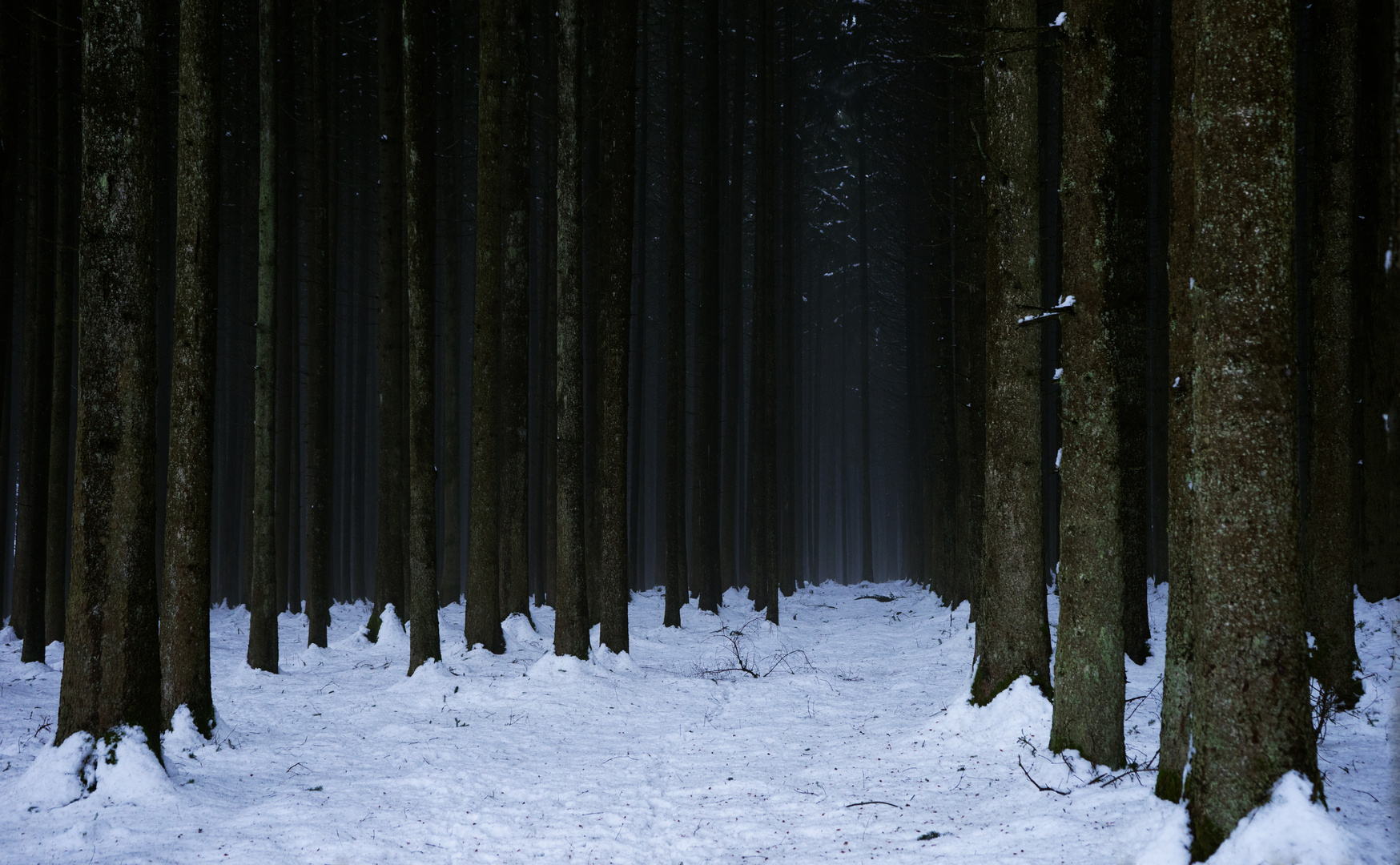 Stangenwald in Farbe