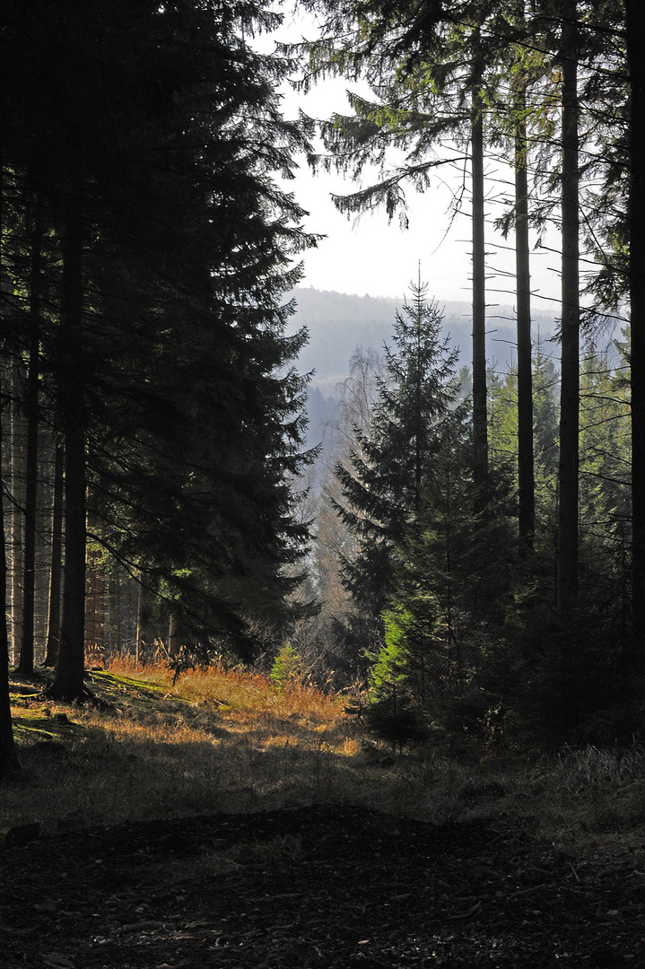 Stangenwald mit Durchblick auf den Arnsberger Wald