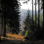 Stangenwald mit Durchblick auf den Arnsberger Wald