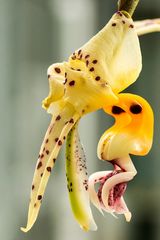 Stanhopea