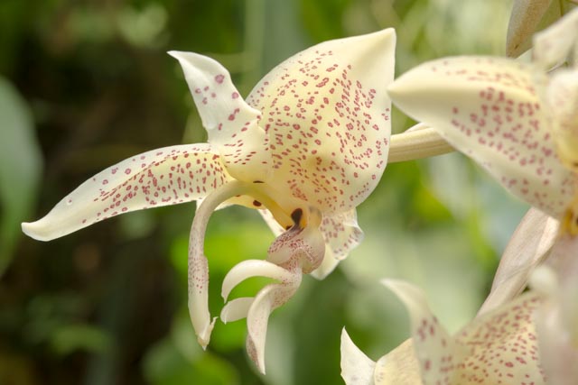 Stanhopea oculata