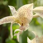 Stanhopea oculata