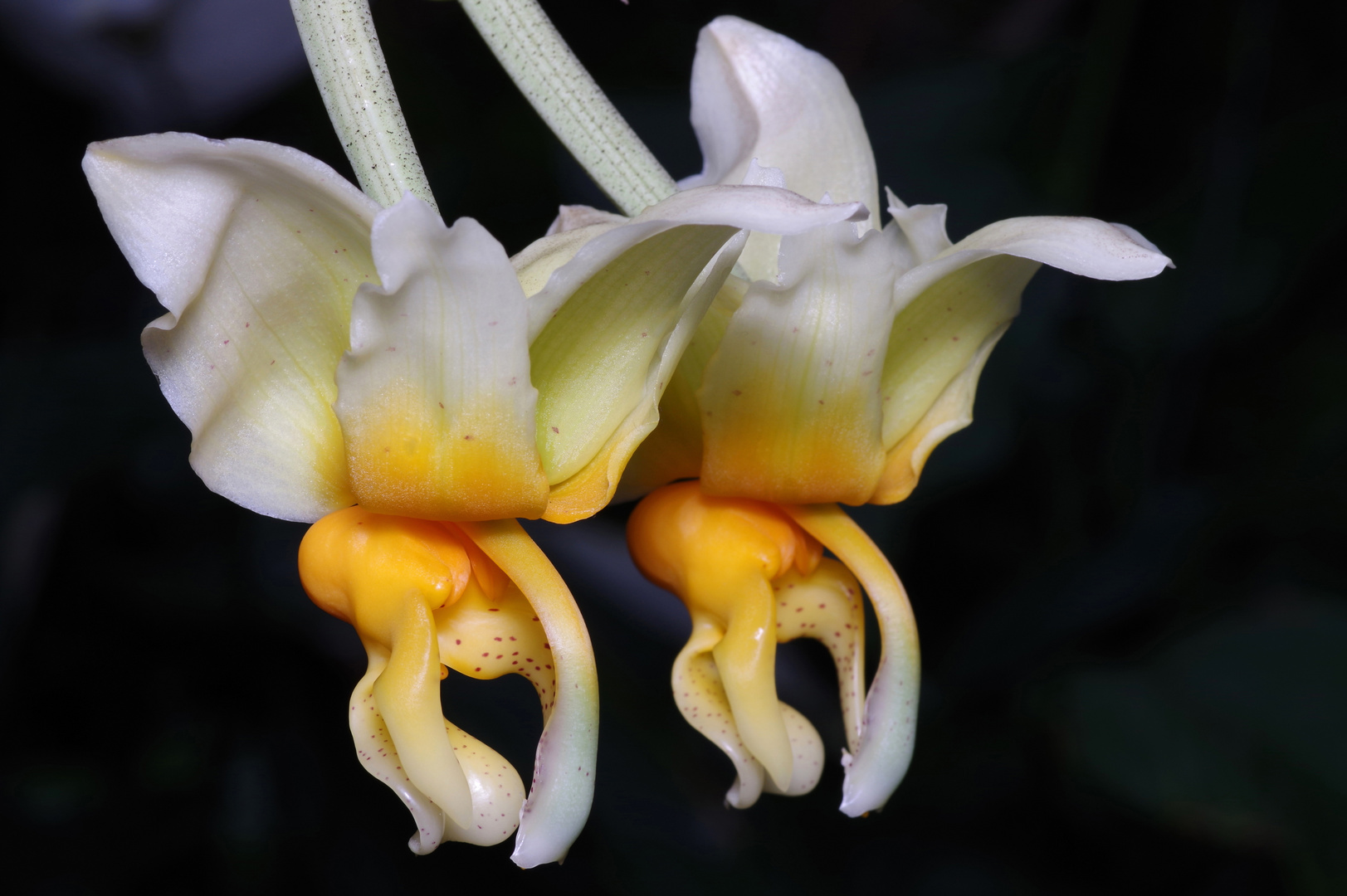 Stanhopea radiosa