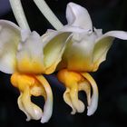 Stanhopea radiosa