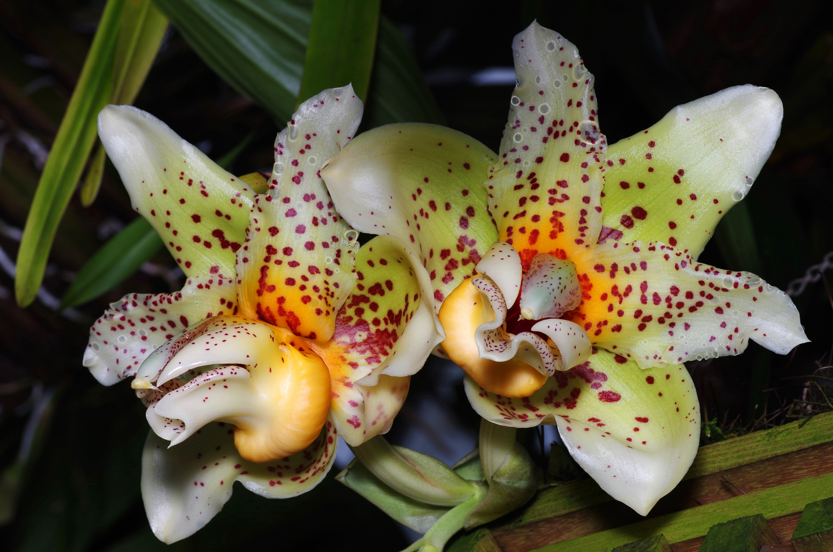 Stanhopea sp