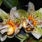 Stanhopea sp