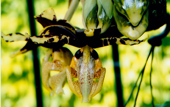 Stanhopea tigrina