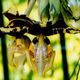 Stanhopea tigrina