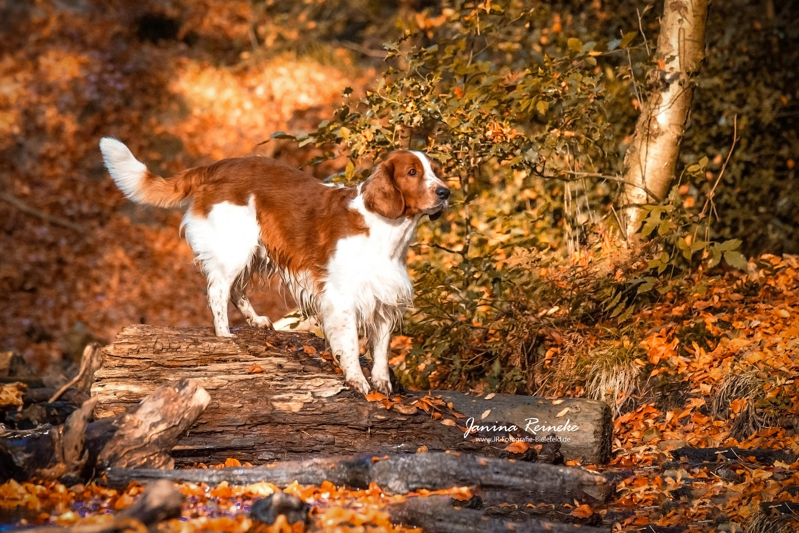 Stanley im Herbst