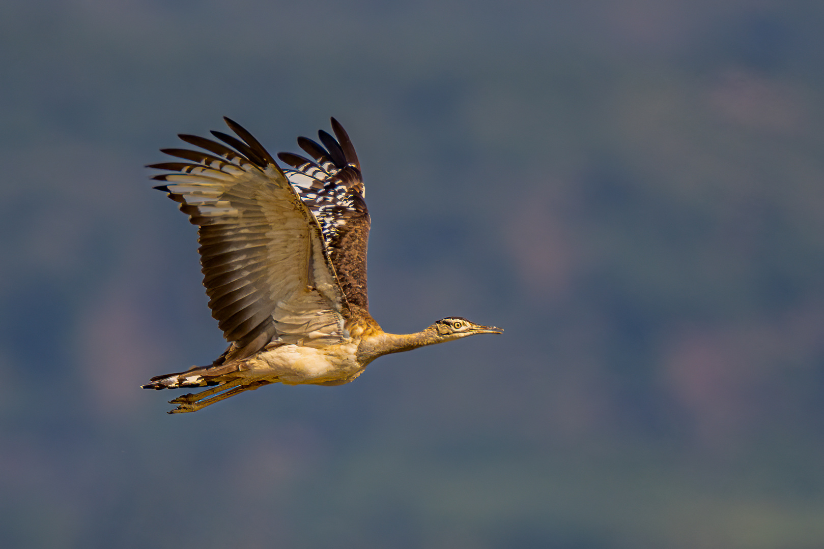 Stanleytrappe (Denham´s Bustard)