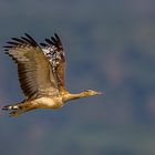 Stanleytrappe (Denham´s Bustard)