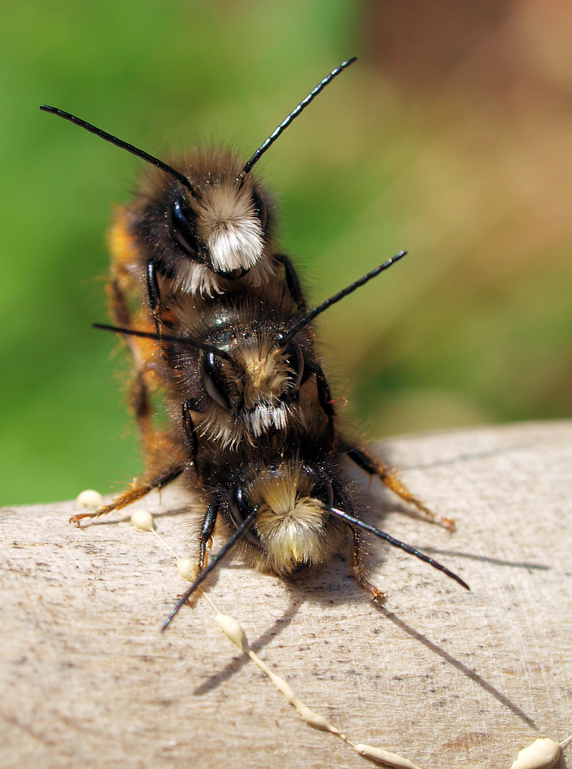 Stapelbienen