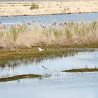 Stapeler Moor