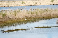 Stapeler Moor