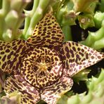 Stapelia