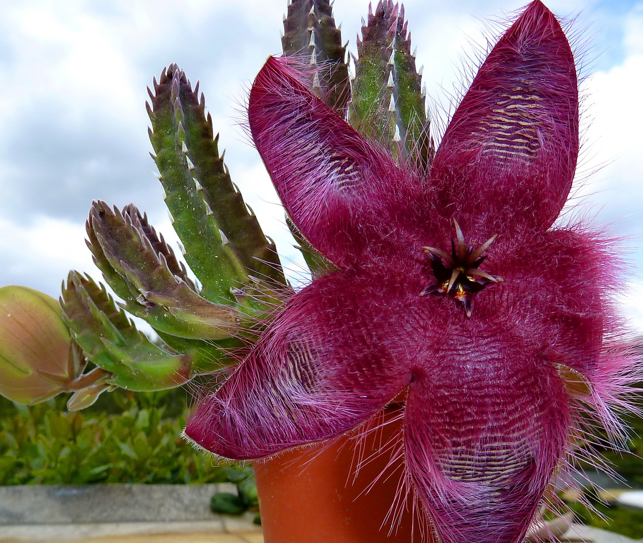 Stapelia