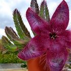 Stapelia