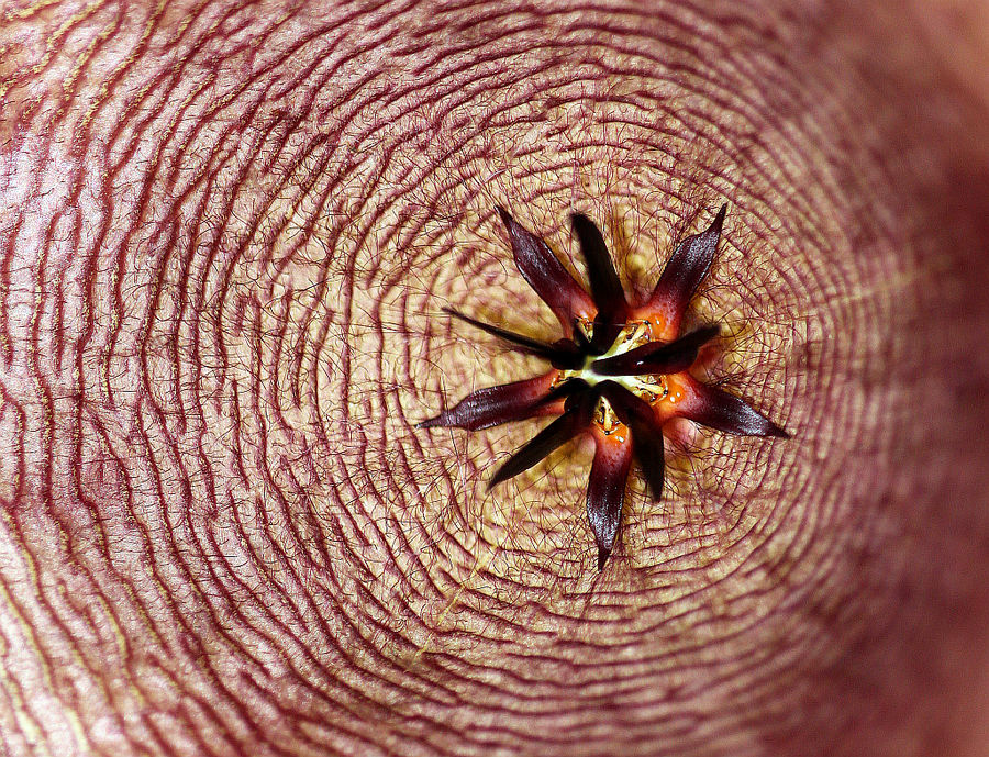 Stapelia