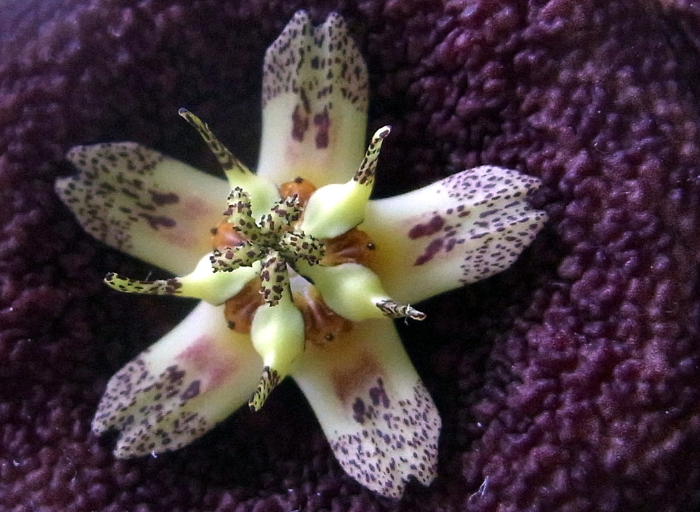 Stapelia