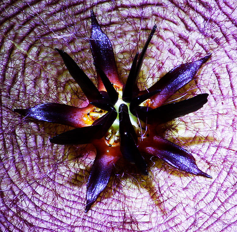 Stapelia Blüte