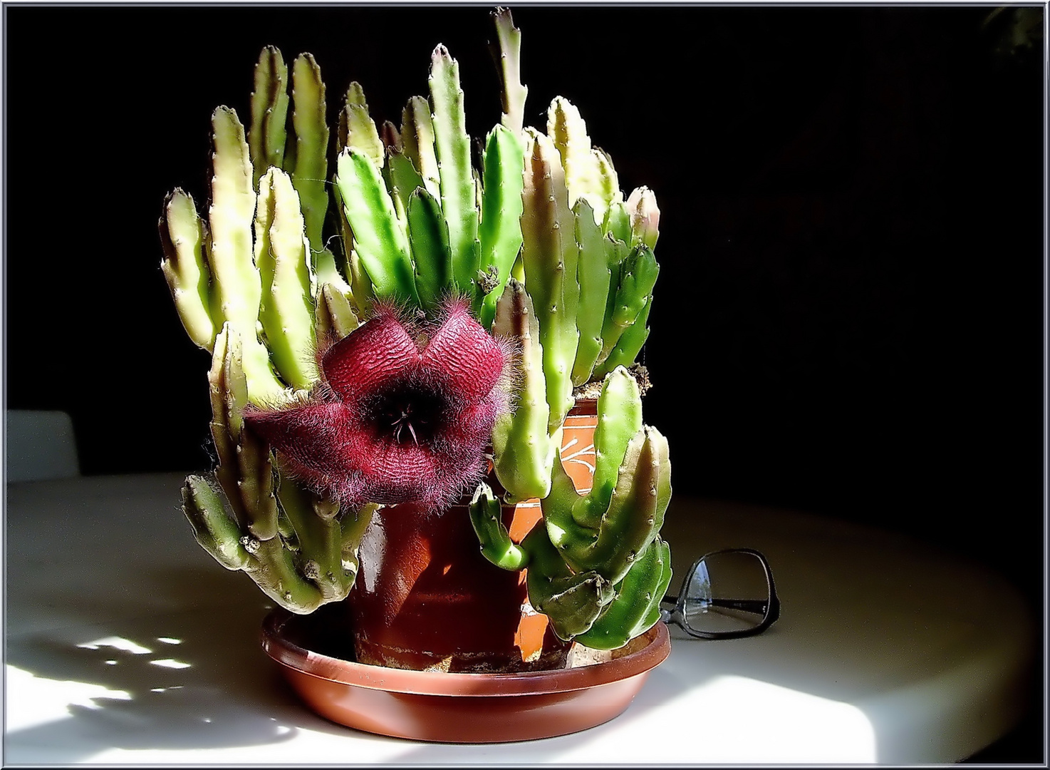 Stapelia.