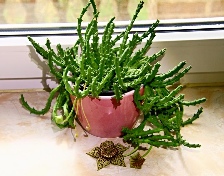 Stapelia