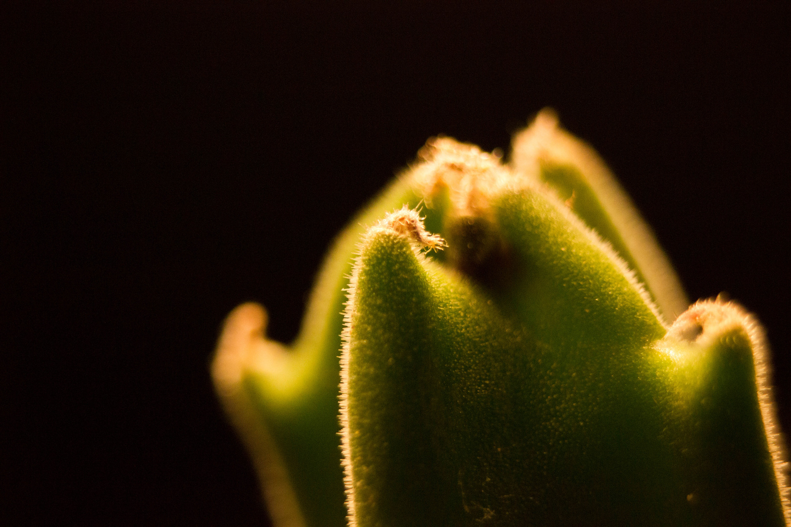 Stapelia desmetiana