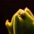 Stapelia desmetiana