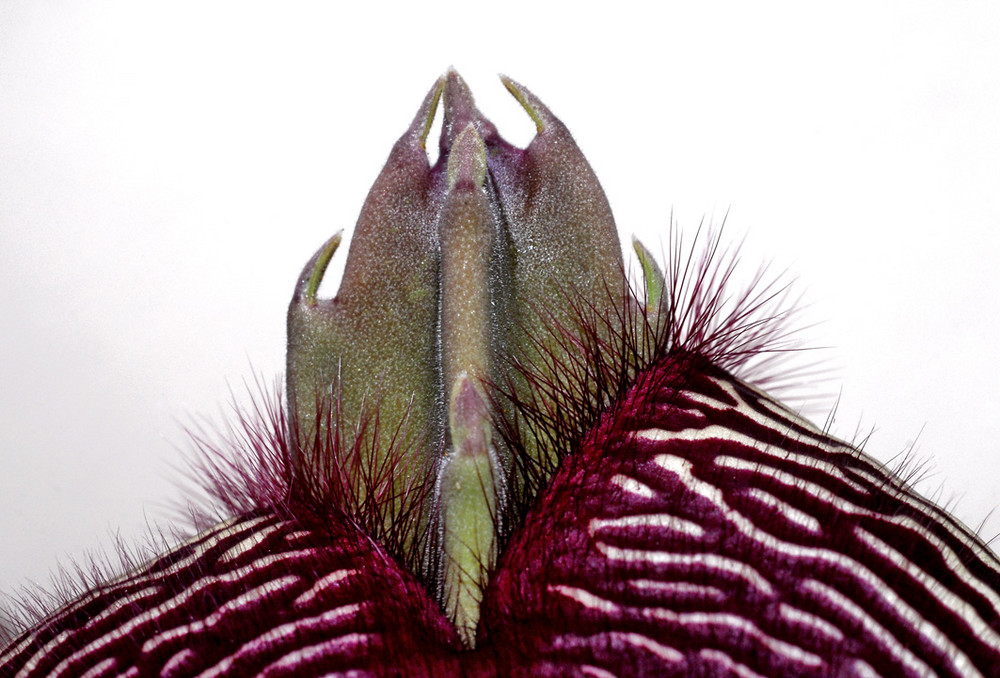 Stapelia